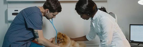 SPA Pet Landing Image